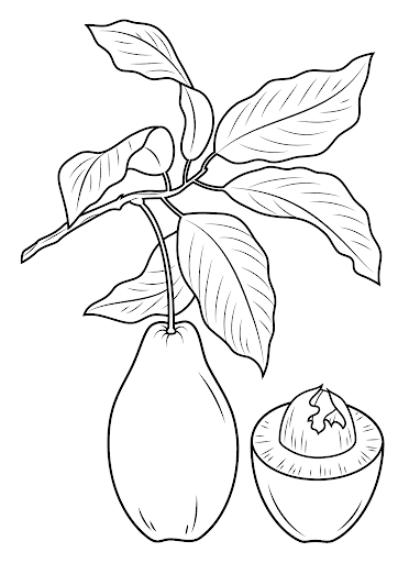 Avocado sprig coloring book